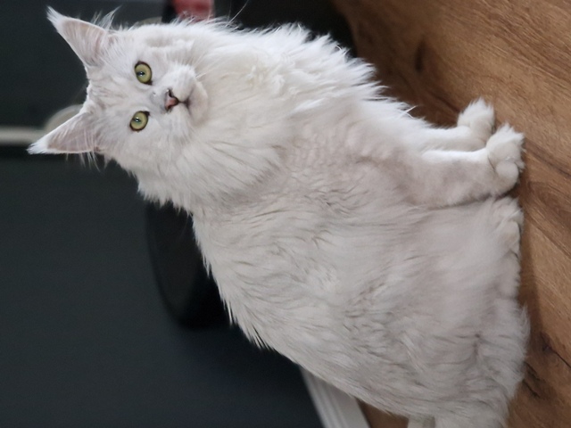 kaspian2025-08-003 (90 kb) click to view